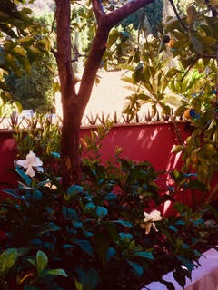 Bougianvillea