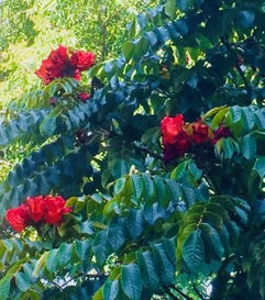 Bougianvillea