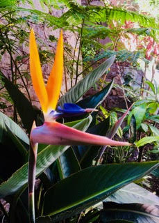 Bougianvillea