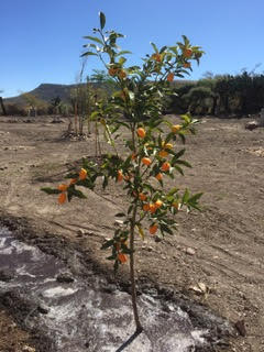 Bougianvillea