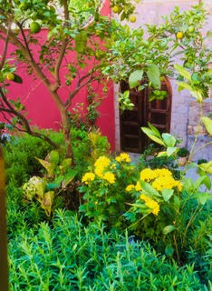 Bougianvillea