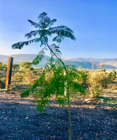 Bougianvillea