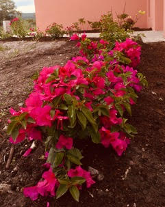 Bougianvillea