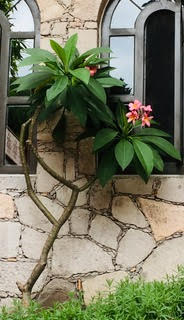 Bougianvillea