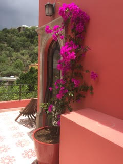 Bougianvillea